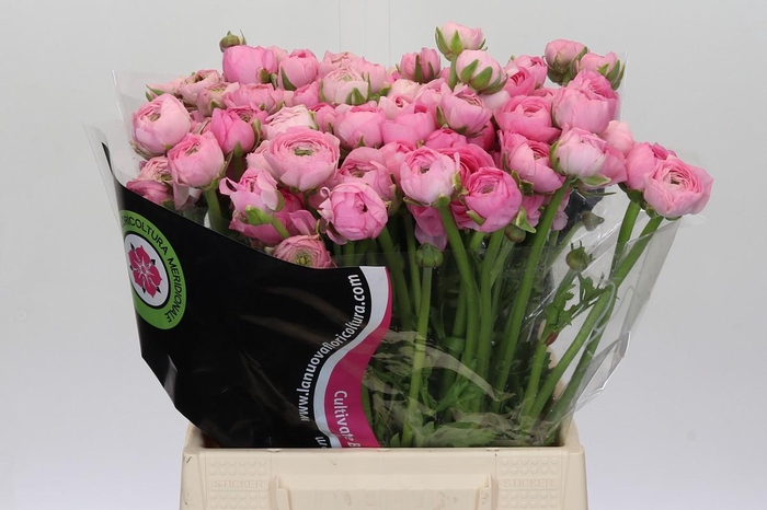 <h4>Ranunculus Elegance Pink</h4>