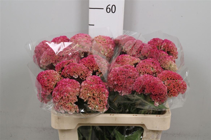 <h4>Cel C Reprise Rose</h4>