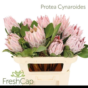 PROTEA CYNAROIDES