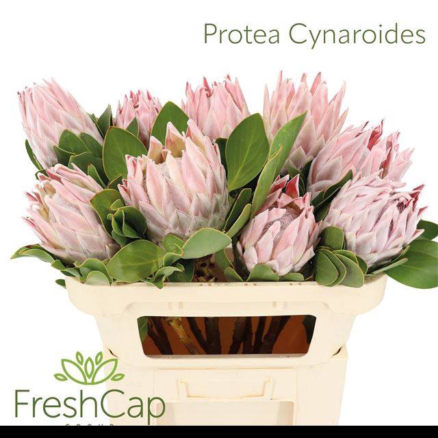 <h4>PROTEA CYNAROIDES</h4>