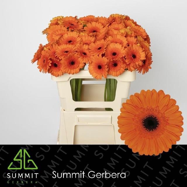 <h4>Ge Mi Caramba</h4>