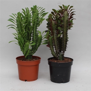 Euphorbia Trigona gemengd