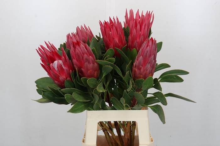 Protea Cynaroides Madiba