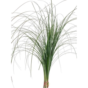 ŽAL BEARGRASS