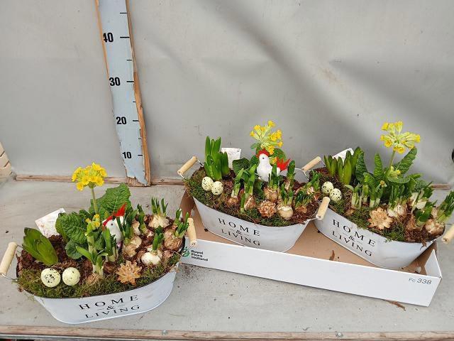 <h4>ARR BOL KNOLGEWAS</h4>