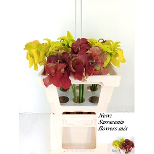 SARRACENIA OV