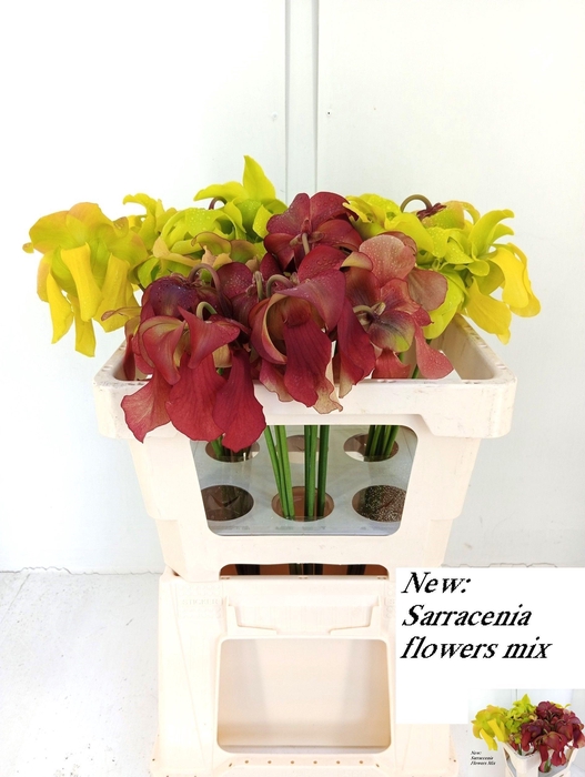 <h4>SARRACENIA OV</h4>