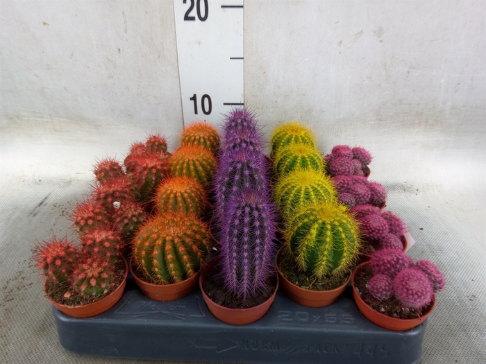 <h4>Cactus   ...</h4>