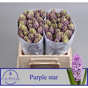 HYAC PURPLE STAR