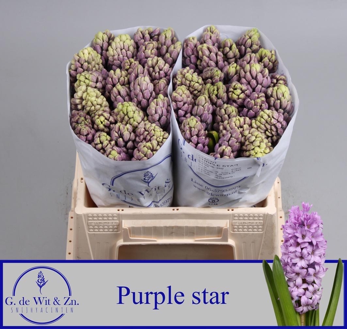 <h4>HYAC PURPLE STAR</h4>
