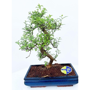 Zanthoxylum piperitum, 40cm., shape, without dip tray