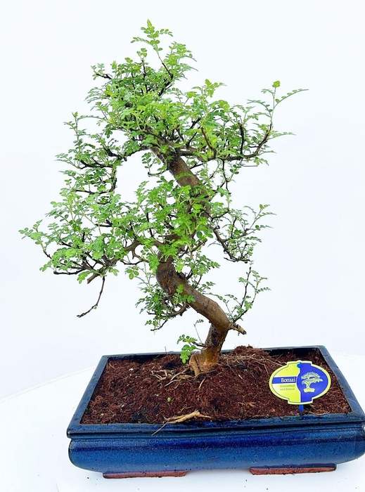 <h4>Zanthoxylum piperitum, 40cm., shape, without dip tray</h4>