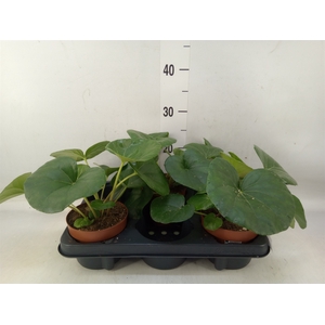 Farfugium japon. 'Wavy Gravy'