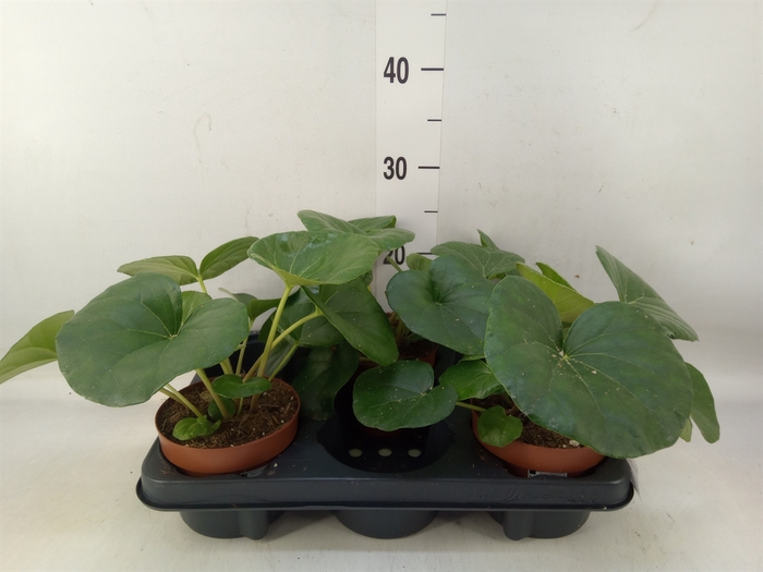 <h4>Farfugium japon. 'Wavy Gravy'</h4>