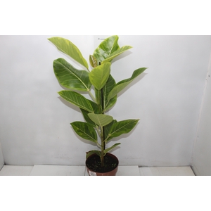 FICUS ALTISSIMA P17