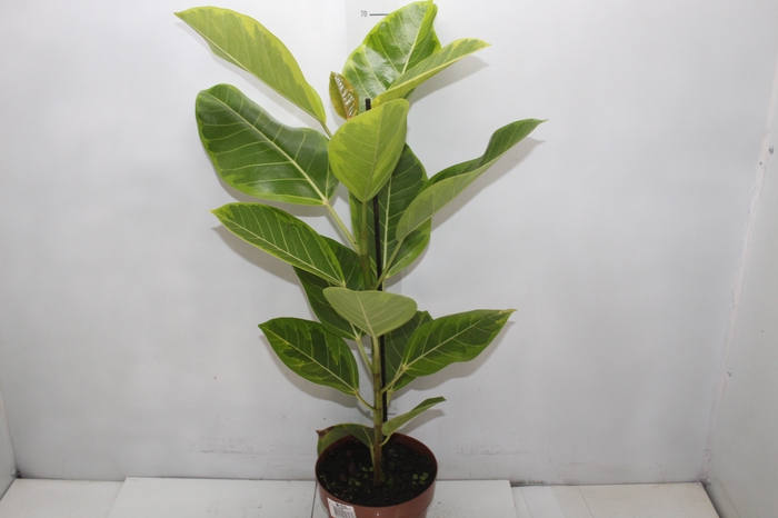 <h4>FICUS ALTISSIMA P17</h4>