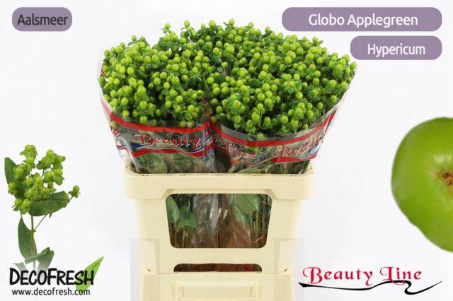 <h4>HYP GLOBO APPLEGREEN</h4>