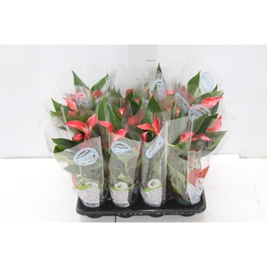 ANTHURIUM TRILLIONS RED P06