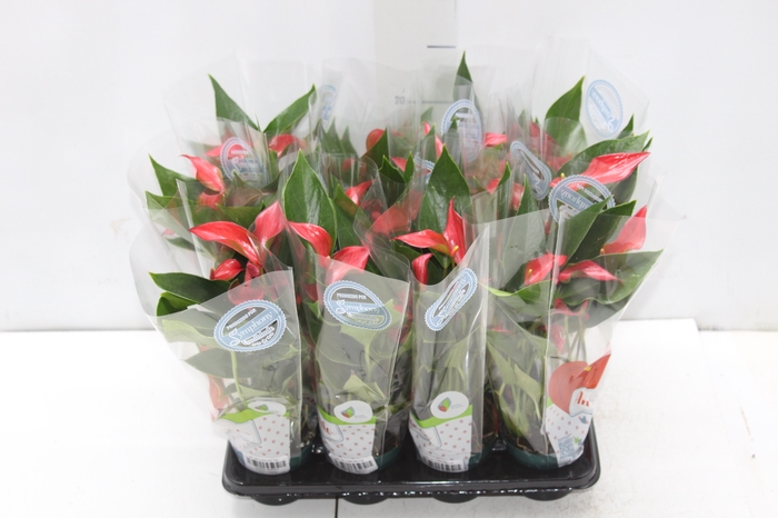<h4>ANTHURIUM TRILLIONS RED P06</h4>