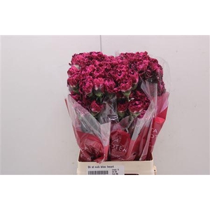 Di St Nob Blac Heart