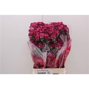 Di St Nob Blac Heart