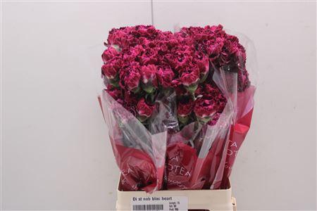 <h4>Di St Nob Blac Heart</h4>