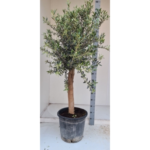 OLEA EUROPAEA