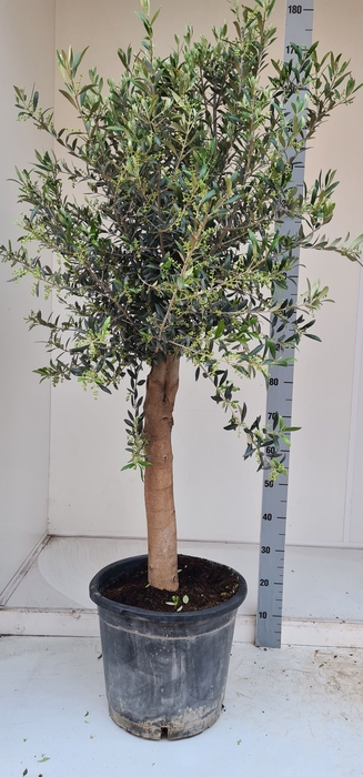 <h4>OLEA EUROPAEA</h4>