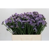 Limonium sinuatum Donau Birds