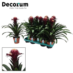 Guzmania 'Francesca'