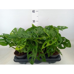 Monstera obliqua 'Monkey Mask'