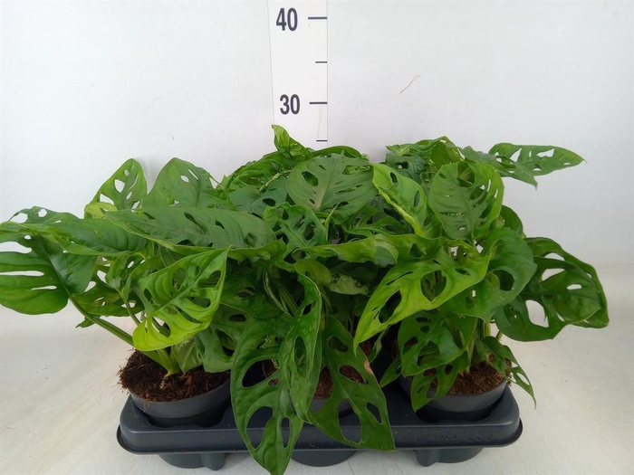 <h4>Monstera obliqua 'Monkey Mask'</h4>