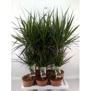 Dracaena marg.