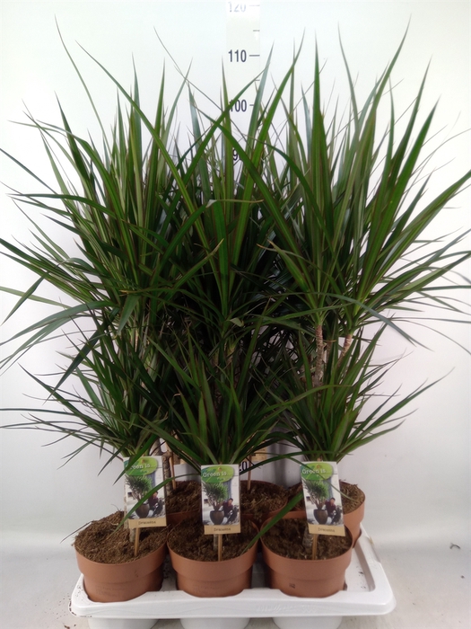 <h4>Dracaena marg.</h4>