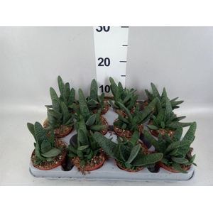 GASTERIA VERRUCOSA .