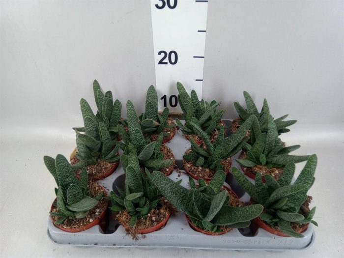 <h4>GASTERIA VERRUCOSA .</h4>