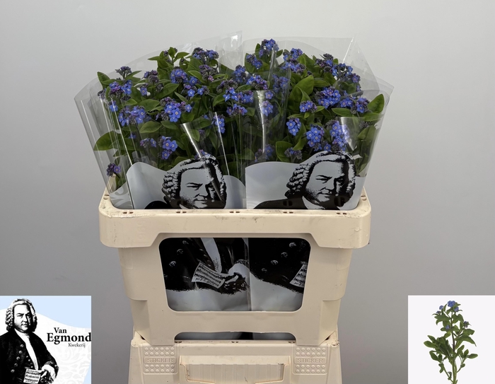 <h4>MYOS AL BLUE MEMORY</h4>