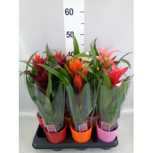 Guzmania   ...mix