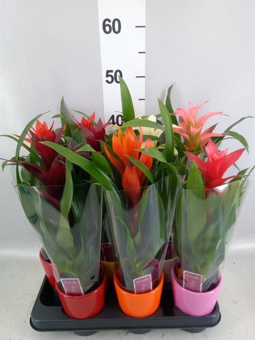 <h4>Guzmania   ...mix</h4>