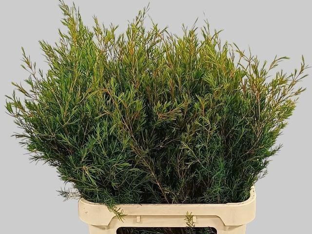 <h4>CHAME UN VEGA BLAD</h4>