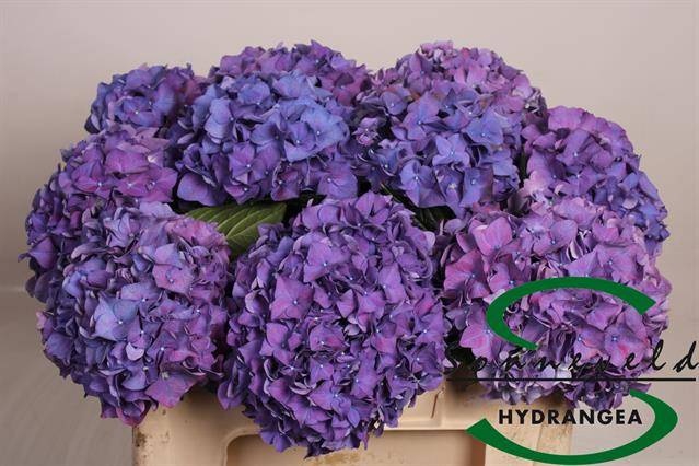 <h4>HYDR M CH RODEO PA</h4>