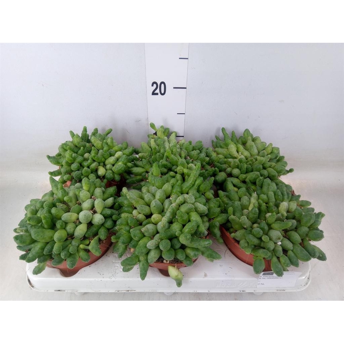 <h4>Succulents   ...</h4>