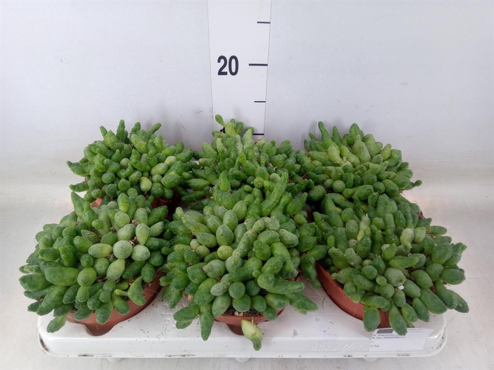 Succulents   ...