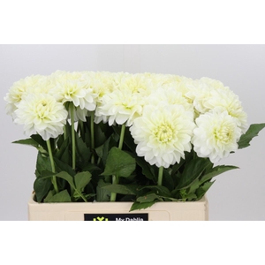 Dahlia White Wonder
