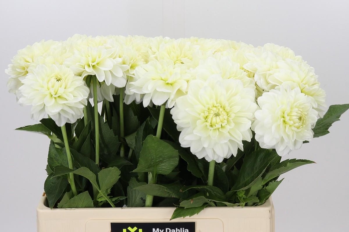 <h4>Dahlia White Wonder</h4>