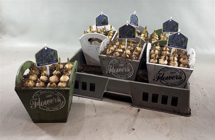 Arr Muscari In Hoog Hengsel Kistje