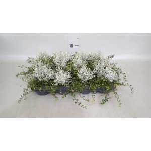 Leucophyta brownii