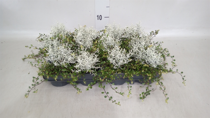 <h4>Leucophyta brownii</h4>