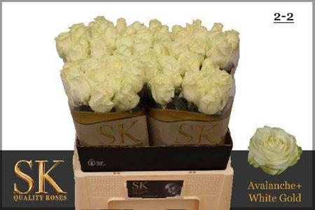 <h4>R Gr Avalanche+</h4>