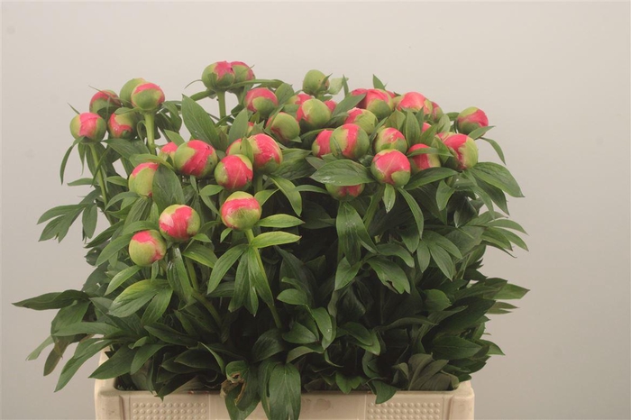 <h4>Paeo L Coral Charm X50</h4>